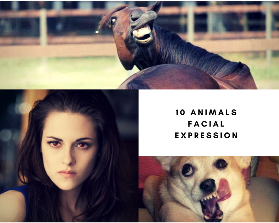 10 animals